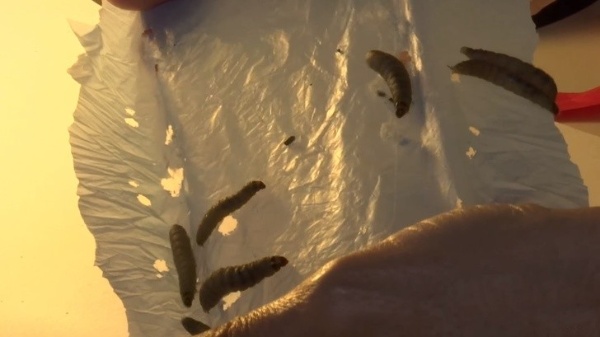 Discovered Worms That Can Eat Billions Of Kilograms Of Plastic Waste –  Vipaco Company